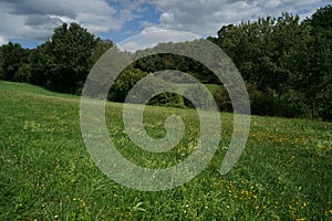 Sloping field with green grass and trees