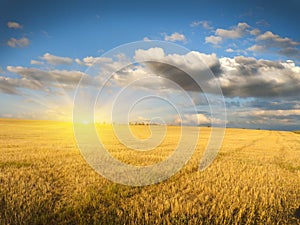 Sloping field of wheat