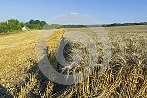 Sloping field of wheat. harvest