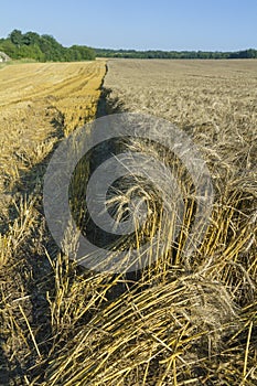 Sloping field of wheat. harvest