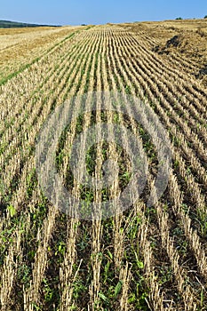 Sloping field of wheat. harvest