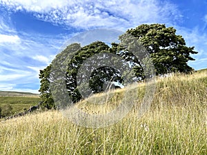 Sloping fields, with wild grasses, and trees, high on the hills in, Cray, Yorkshire, UK