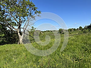 Sloping grass meadow, and a blue sky near, Leaventhorpe Lane, Bradford, UK