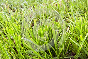 sloping green grass