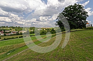 Sloping green land with a single green tree in between