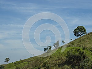 Sloping hill. Trees on a hill.