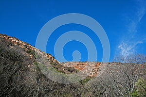 SLOPING HILLS WITH LEAFLESS TREES IN WINTER