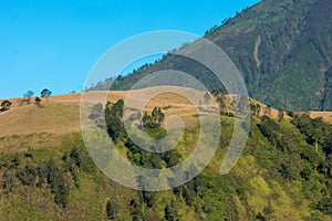 Sloping mountain landscape with grasses and trees on a sunny day