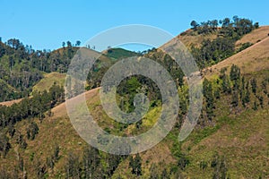 Sloping mountain landscape with grasses and trees on a sunny day