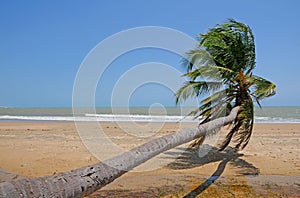 Sloping palm at beach