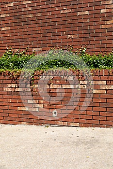 Sloping sidewalk before a brick wall with built in planter filled with vining plants, creative copy space