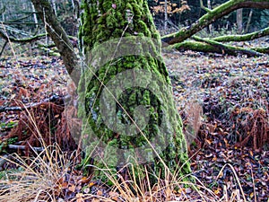 A sloping tree with a moss-covered trunk.
