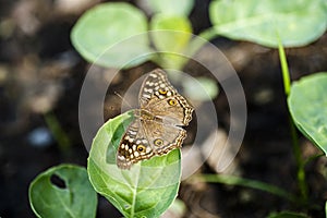 Sloppy butterfly, black spot resting on a leaf.