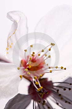 Slose up - plum tree flower with reflection