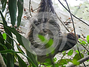 Sloth Animal hanging on Tree. Sloths are a group of arboreal Neotropical xenarthran mammals