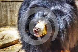 The Sloth Bear