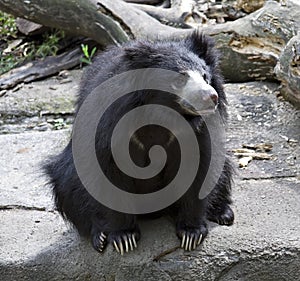 Sloth Bear