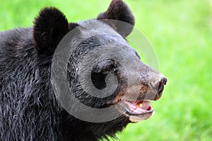 Sloth bear