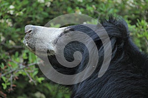 Sloth bear