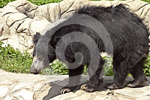 Sloth bear