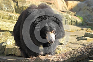 Sloth bear