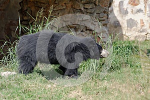 Sloth bear