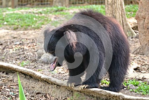 Sloth bear