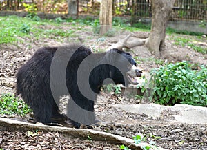 Sloth bear