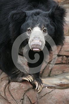 Sloth bear