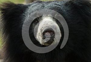 Sloth bear