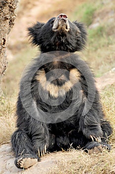 Sloth bear