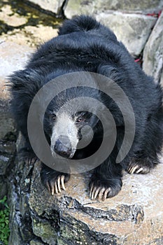 Sloth Bear