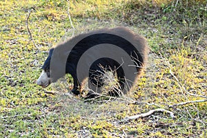 Sloth bear, also known as stickney or labiated bear