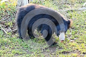 Sloth bear, also known as stickney or labiated bear