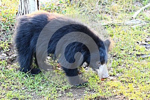 Sloth bear, also known as stickney or labiated bear