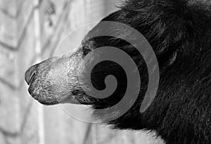 Sloth bear in b&w