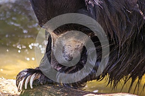 Sloth bear close-up