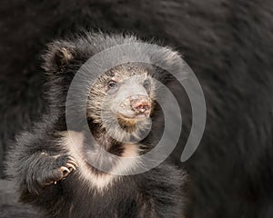 Sloth bear cub