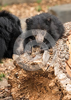 Sloth bear cub