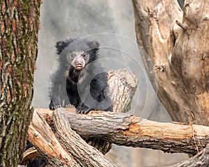 Sloth bear cub