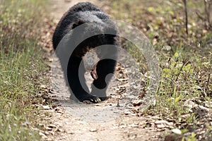 Sloth Bear on Dirt Trail