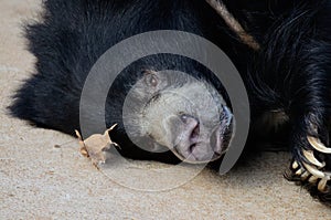Sloth bear and leaf
