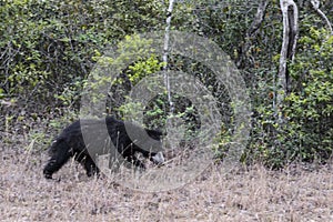 Sloth Bear - Melursus ursinus