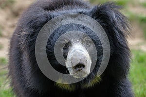 Sloth bear (Melursus ursinus)