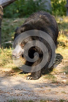 The sloth bear Melursus ursinus, also known as the labiated bear