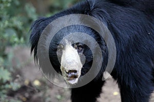 The sloth bear Melursus ursinus, also known as the labiated bear, portrait
