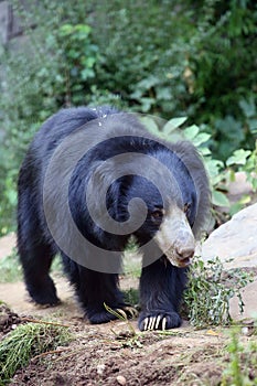 The sloth bear Melursus ursinus, also known as the labiated bear on the trail