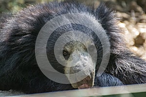 Sloth Bear Melursus ursinus Closeup