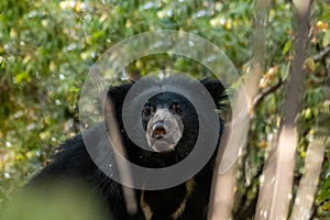 sloth bear or Melursus ursinus closeup in natural green background at ranthambore national park india