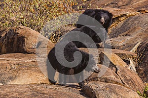 Sloth Bear, Melursus Ursinus. Daroji Bear Sanctuary, Ballari district, Karnataka